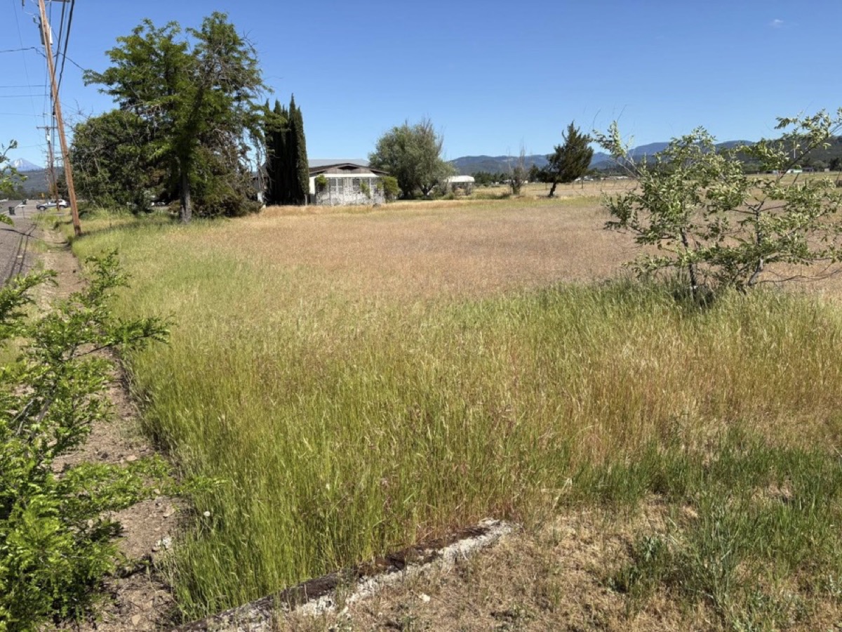 Before: Tall roadside growth